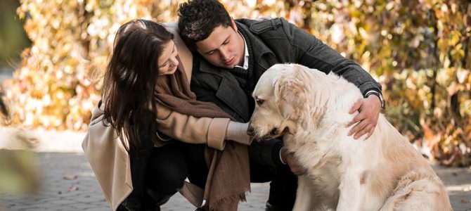 Como Ficam os Pets Após o Divórcio? Como Ficam os Pets Após o Divórcio?